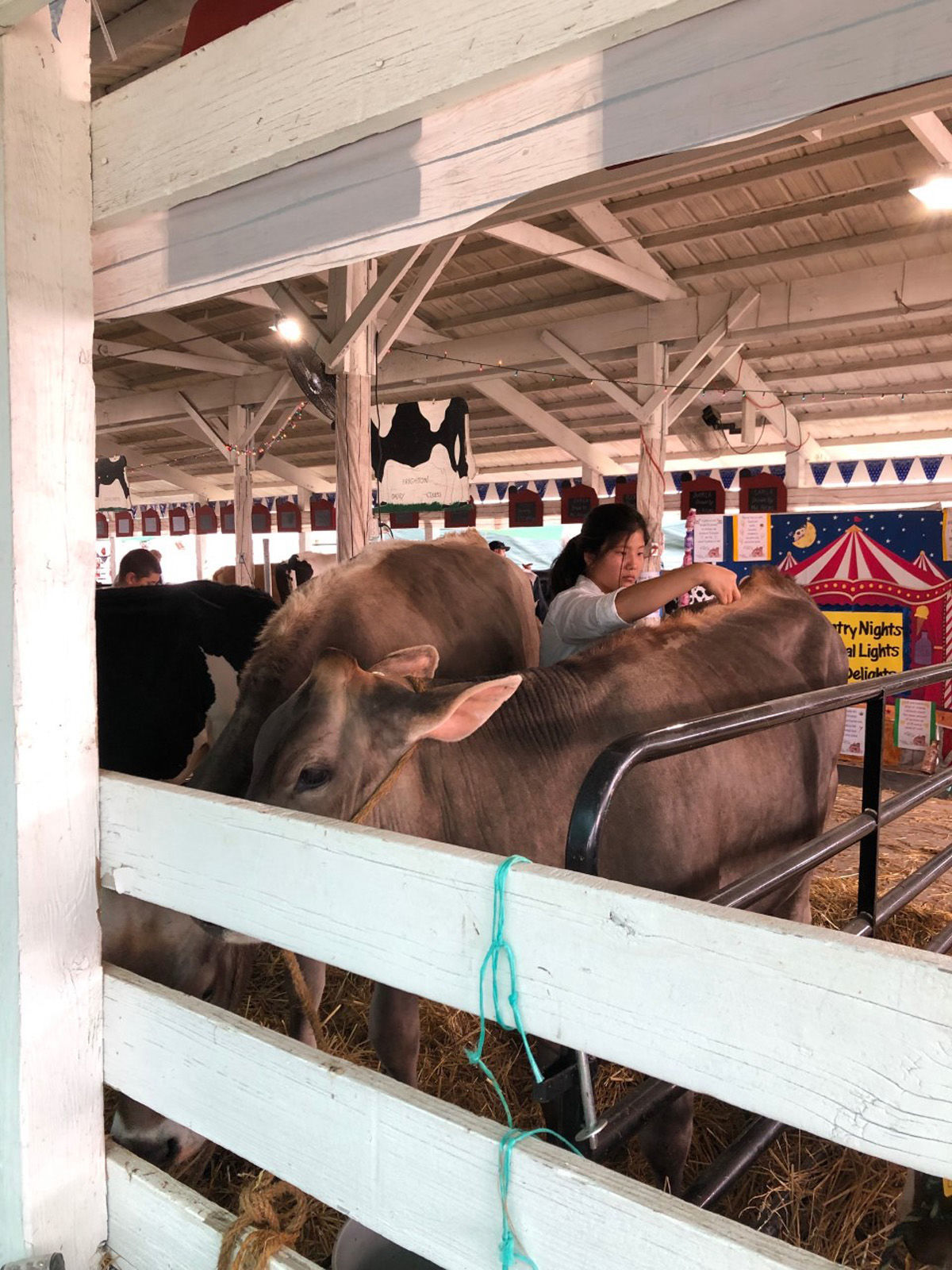 groom steer 1.jpg